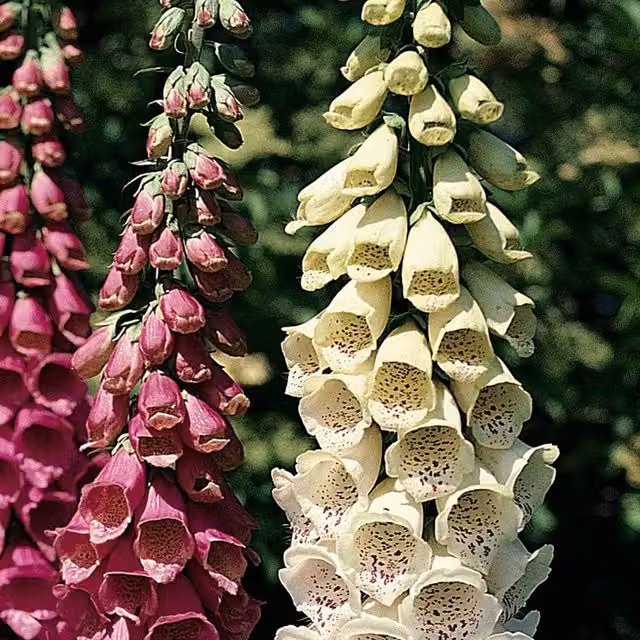 Thompson & Morgan Digitalis Foxglove Mixed Colour Garden Ready Perennial Plants
