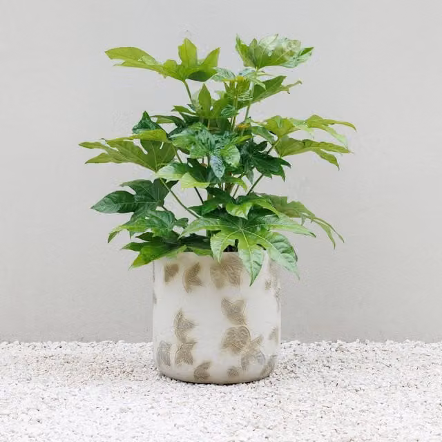 Primrose Grey Natural Stone Effect Round Patio Planter with Embossed Leaf Pattern