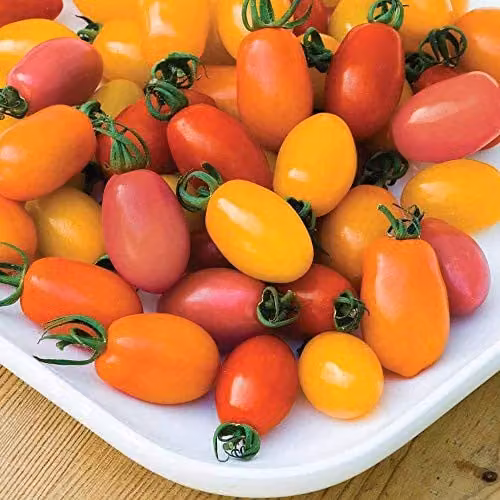 Thompson and Morgan Tomato Rainbow Blend Seeds, Multicolour Fruit Vegetable Garden Plants, 5 Seeds per Packet