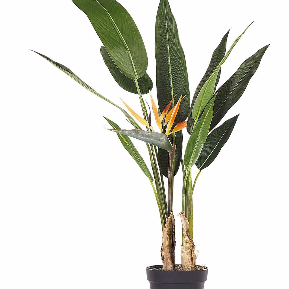 Wyld and Coco Green Strelitzia Artificial Tree with Concrete Base, Height: 115 cm – 2