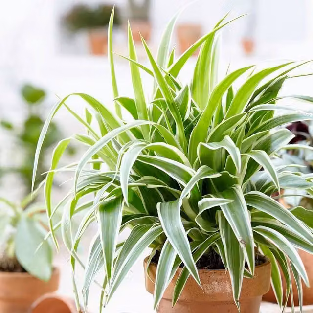 Primrose Ocean Spider Plant Chlorophytum Comosum in a 12cm Pot, 20cm Tall, Green