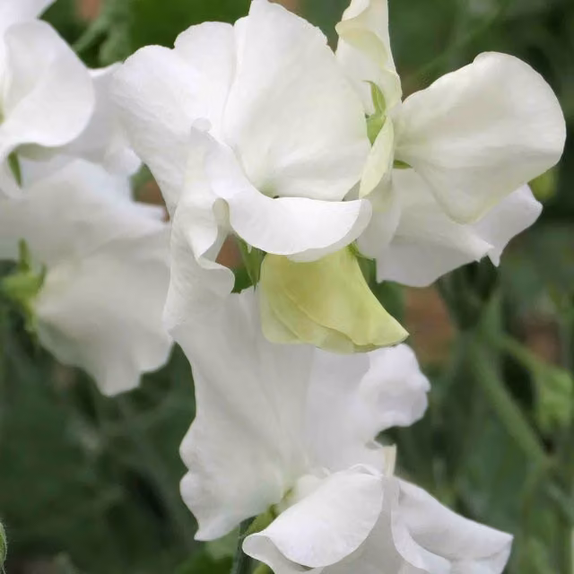 Unwins Matterhorn White Sweet Pea Seeds, Semi-dwarf Spencer-type, 21 Seeds