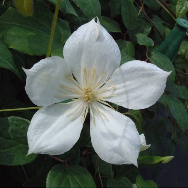 Plants By Post Clematis Sylvia Denny White Perennial Outdoor Climber