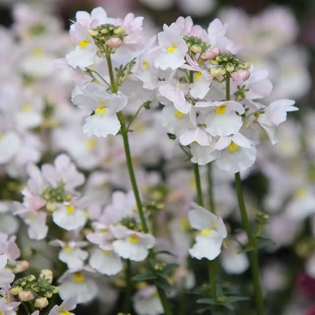 Set of 3 Plant Theory Wisley Vanilla Nemesia Bedding Plants in 9cm Pots, White
