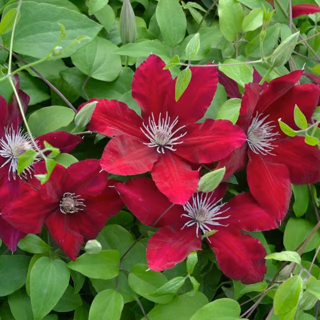 Plants By Post Clematis Charmaine Evipo022 Red Climbing Ornamental Garden Plant