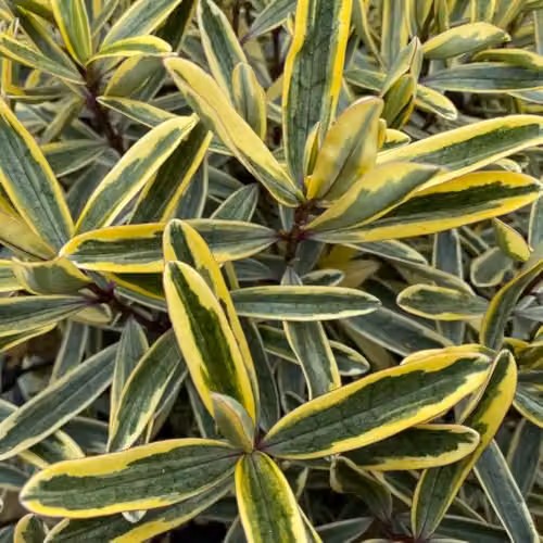 Thompson & Morgan Hebe Jewel of the Nile Evergreen Ornamental Shrub with Pink Flowers, 2 Litre Pot – 2