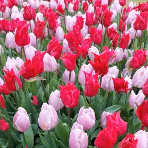 Thompson & Morgan Tulip Prince Mix Early Flowering Bulbs in Lilac and Ruby, 8 Bulbs – 1