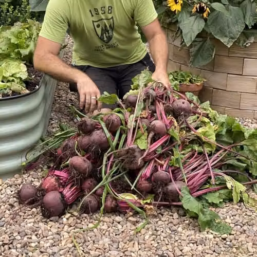 Thompson & Morgan Beetroot Jolie F1 Red Vegetable Seeds