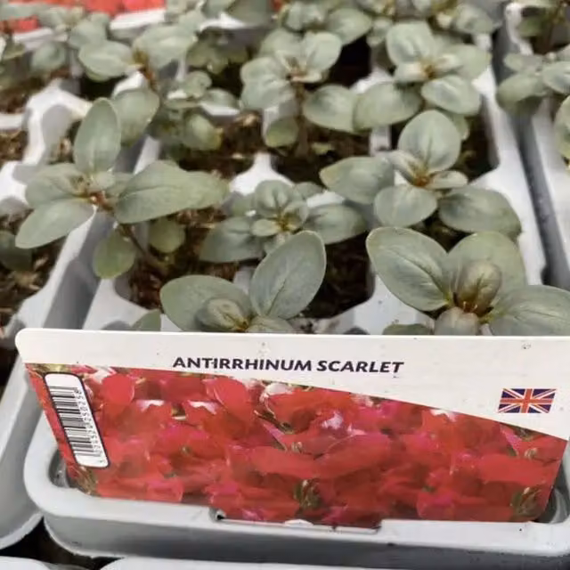 Plants By Post Antirrhinum Scarlet Red Snapdragon Bedding Plants, 12 Pack