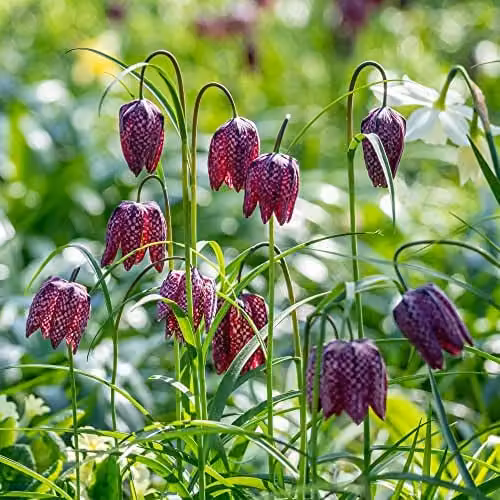 Thompson and Morgan Snake's Head Fritillary Mixed Fritillaria Meleagris Purple, White and Pink Flower Seeds, 25 Seeds