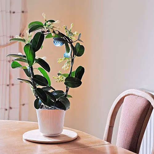 Thompson and Morgan Stephanotis Floribunda Fragrant White Star Shaped Climbing Plant in a 11cm Pot – 5