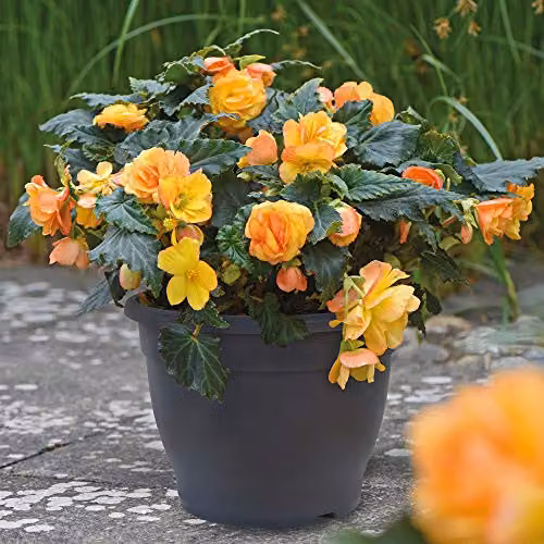 Thompson and Morgan Dark Grey Plastic Patio Planter Pot, 32 cm – 2