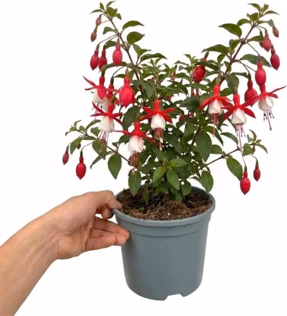 Plants By Post Red and White Upright Fuchsia Ornamental Shrub in a 2L Pot