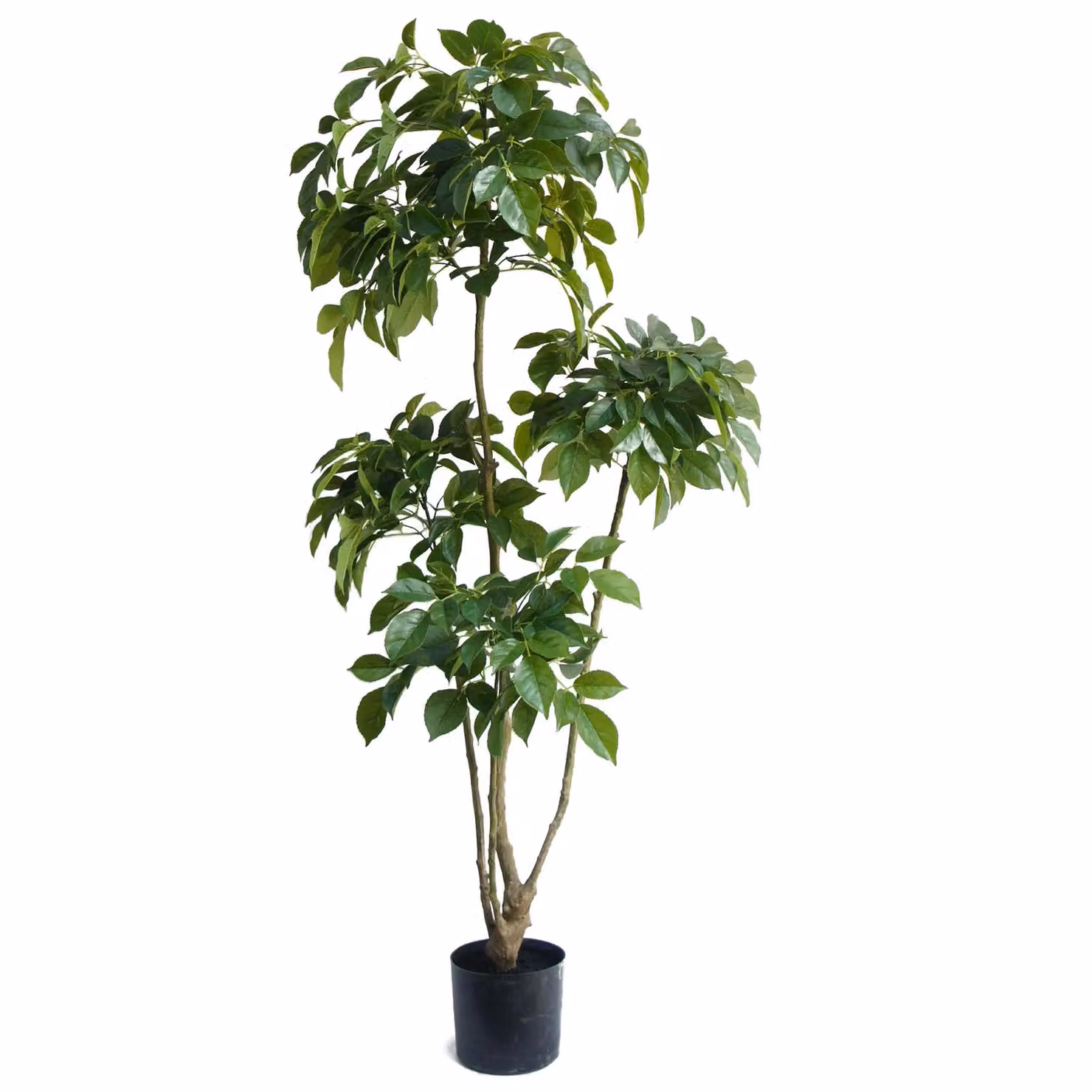 Leaf Realistic Artificial Radermachera Tree in Green, Height: 150 cm – 3