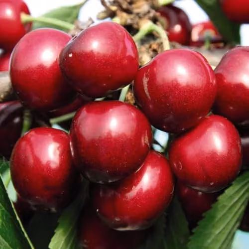 Thompson & Morgan Cherry Sunburst Fruit Tree with Dark Red Cherries, Potted Plant, 24cm Pot
