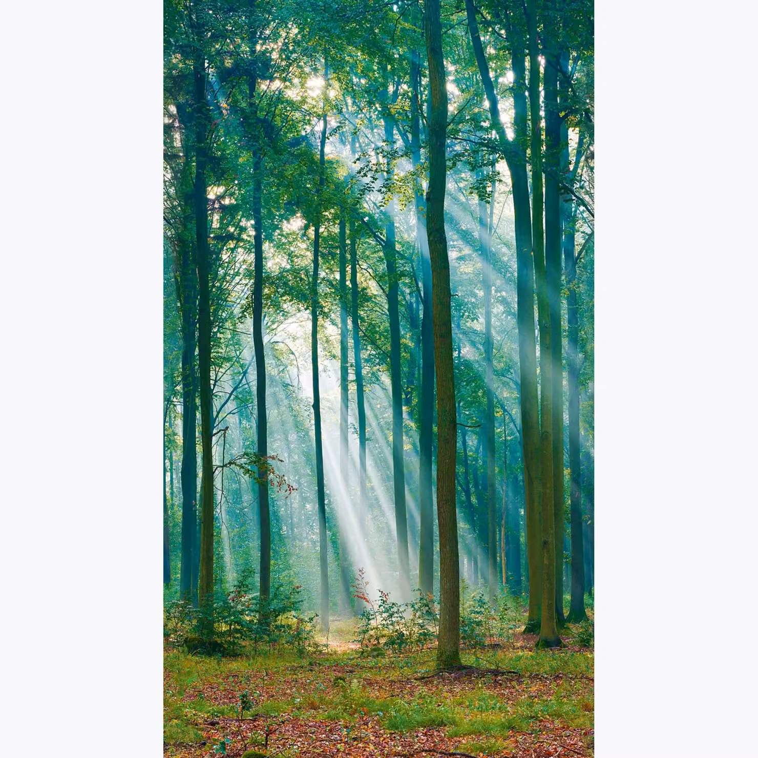 Grandeco Biophilic Photographic Sunlight Through Trees Mural, Green, W: 280 cm, H: 159 cm – 3