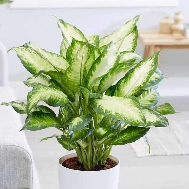 Primrose Camille Dieffenbachia Dumb Cane Indoor House Plant in a 17cm Pot, Height: 55 cm, Green and White