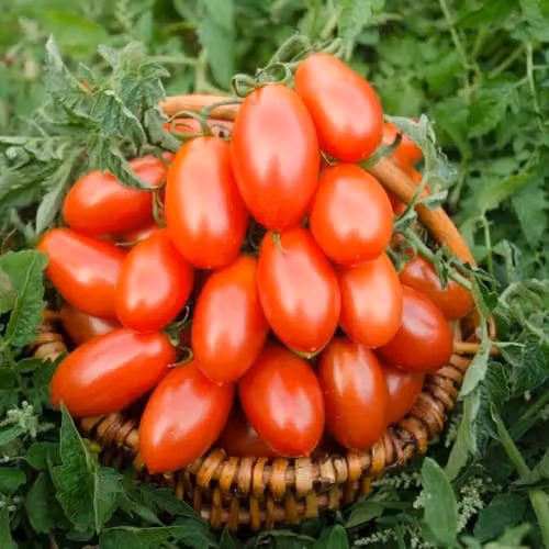 Thompson & Morgan Tomato Nagina F1 Hybrid Seeds, Blight-Resistant Red Plum Variety, 1x Seed Packet