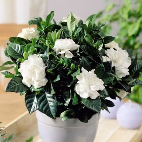 Thompson & Morgan Gardenia Deluxe Fragrant Indoor Cape Jasmine Plant with Glossy Foliage, 1x 9cm Potted Plant – 2