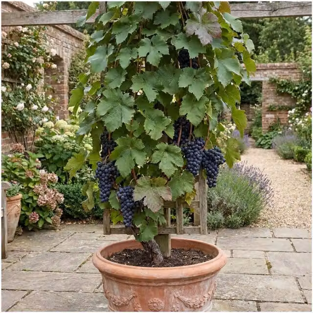 Plants By Post Vitis Attiki Black Seedless Grape Vine, Deep Purple-Black Climbing Shrub in 3L Pot