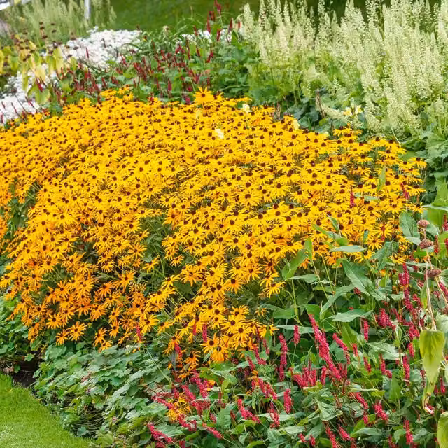 Marshalls Garden Rudbeckia Goldsturm Yellow Hardy Perennial