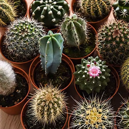 Thompson & Morgan Mixed Cacti Indoor Succulent Plants, Green, W: 10 cm, H: 5.5 cm – 3