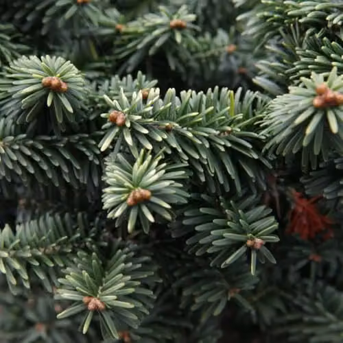 Thompson and Morgan Abies balsamea Nana Dwarf Balsam Fir Evergreen Conifer, 2 Litre Pot – 2