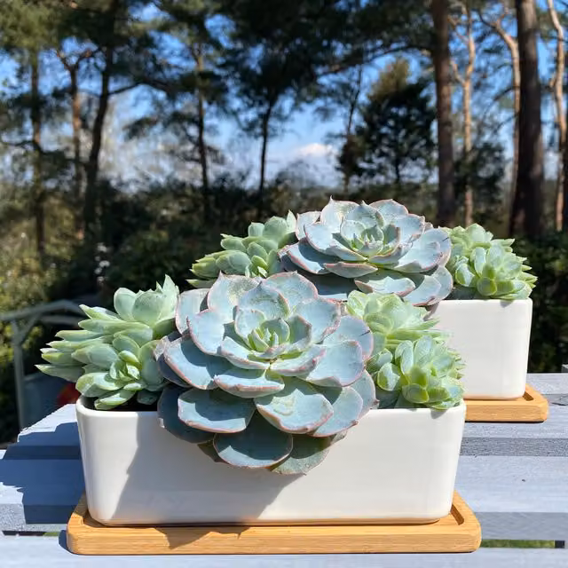 White Rectangular Ceramic and Wood Trough Plant Pot for Succulents and Cacti