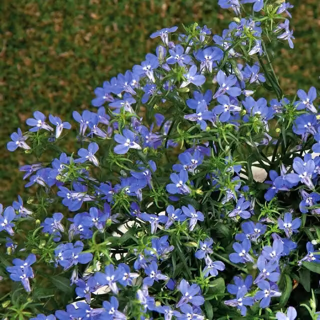 Unwins Lobelia Sapphire Blue Flower Seeds