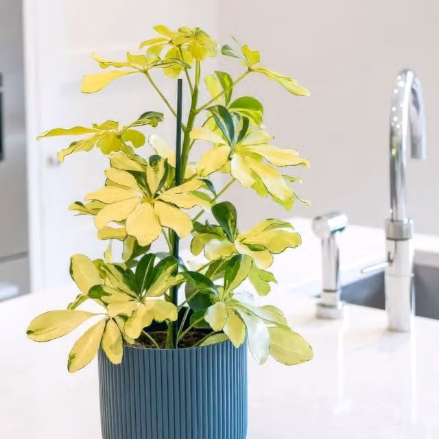 Plant Theory Schefflera Arboricola Melanie Umbrella Tree Indoor Plant in 8.5cm Pot, Green and Yellow
