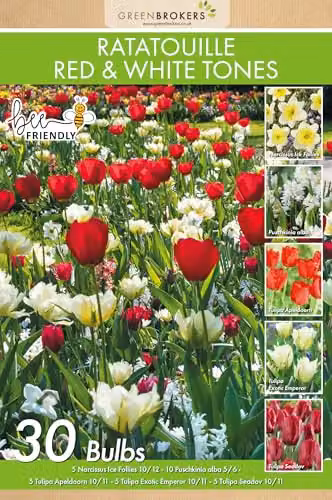 GreenBrokers Ratatouille Spring Flower Bulbs, 30 Count, Red and White Tones – 2