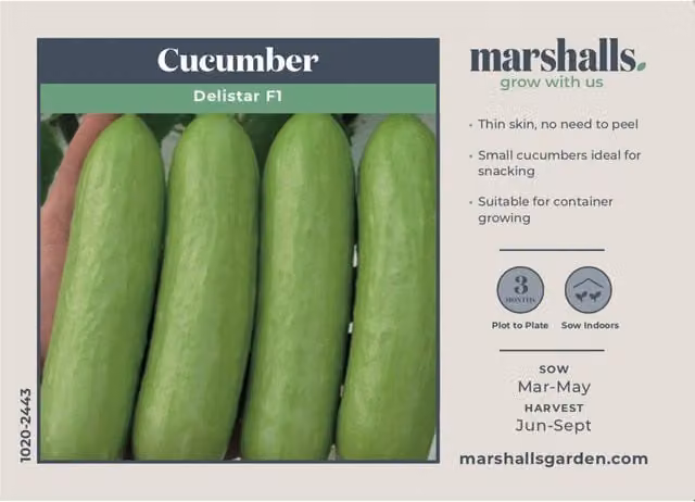 Marshalls Garden Delistar F1 Cucumber Seeds, Compact Patio and Pot Variety, 8 Seeds, White and Green