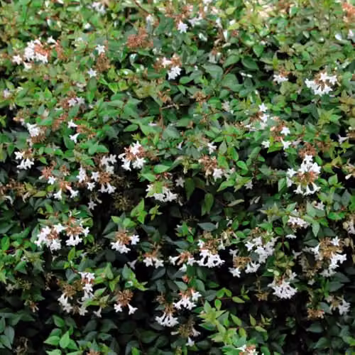 Thompson & Morgan Abelia x grandiflora Fragrant Flowering Ornamental Shrub, Pink and White, 2 x 3.6L Pots – 3