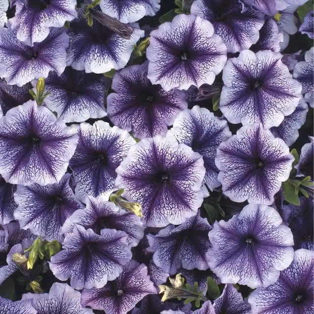 Plants By Post Petunia Surfinia Blue Vein Trailing Summer Bedding Plants, Pack of 3, 9cm Pots, Purple