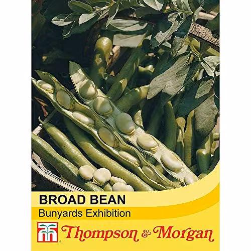 Thompson and Morgan Broad Bean Bunyard's Exhibition Seeds, 30 Seeds per Packet – 2