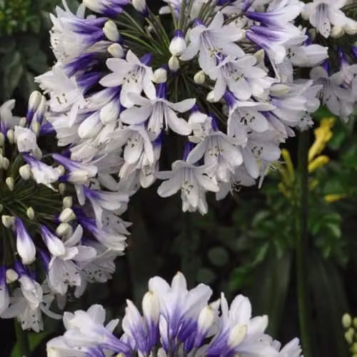 Thompson & Morgan Agapanthus Twister African Blue Lily Hardy Perennial, 3.6 Litre Potted Plant, Blue and White – 2