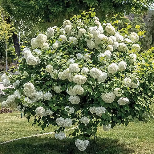 Thompson and Morgan Viburnum Opulus Snowball Shrub, White Flowers, 9cm Pot