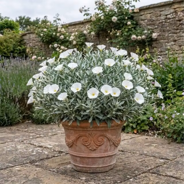 Plants By Post Convolvulus Cneorum Silver Bush, 2L Evergreen Ornamental Shrub in Silver and White