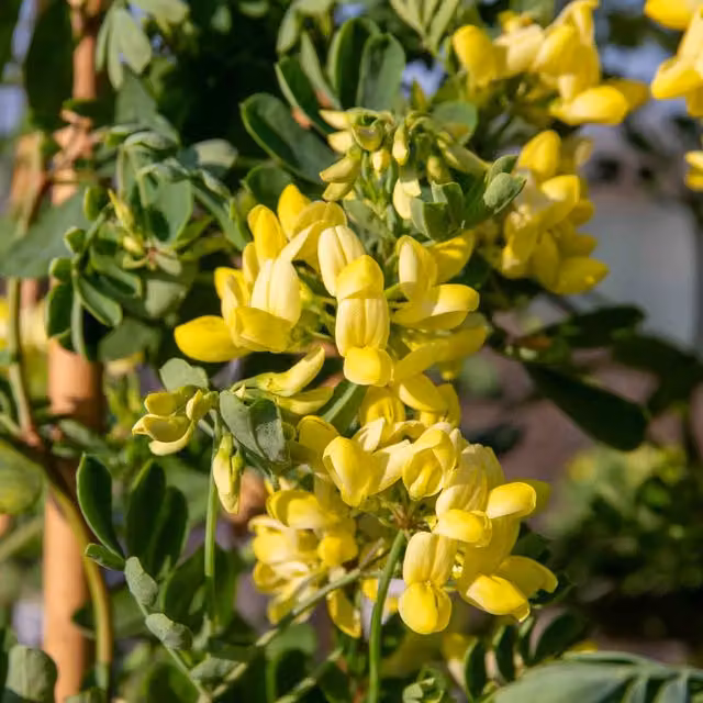Marshalls Garden Coronilla Glauca Citrina Ornamental Yellow Shrub
