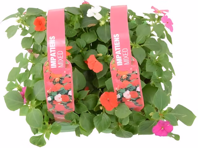 Plants by Post Impatiens Mixed Bedding Plants, 12 Plants, Pink, Red, White, Purple and Multicolour