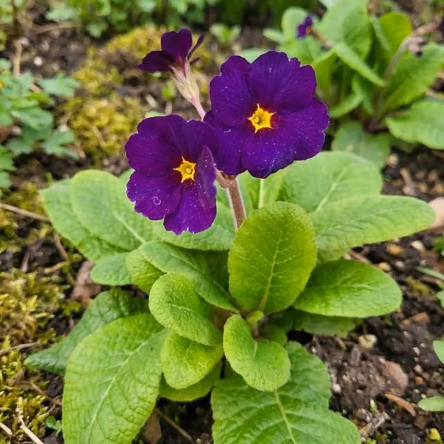 Plants By Post Polyanthus Stella Pheasant Eye Mixed Perennial Outdoor Plants, Red, Yellow and Purple, 6 x 2L Pots