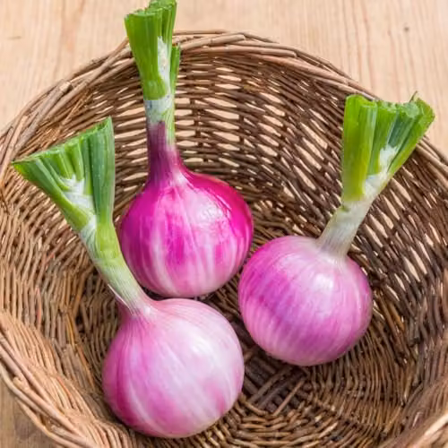 Thompson & Morgan Ruby Red Salad Onion Seeds, 100 Seeds – 2