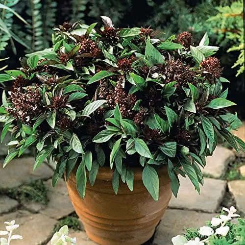 Thompson and Morgan Siam Queen Basil Herb Seeds, 75 Seeds per Packet – 2