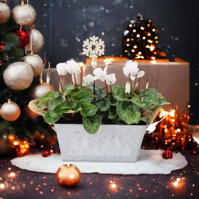 Plants by Post White Cyclamen in a Rectangular Metal Window Box Planter