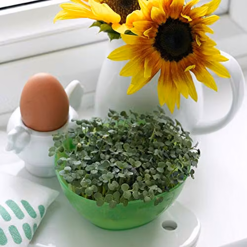 Thompson & Morgan Mustard Cress Herb Seeds, Green, 1 Packet