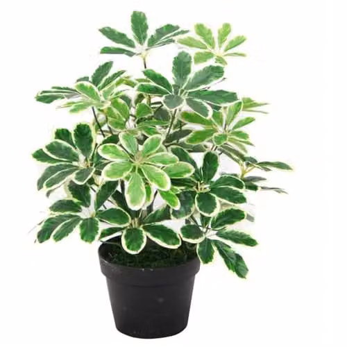 Botanik Green Variegated Artificial Umbrella Plant, Height: 55 cm – 1