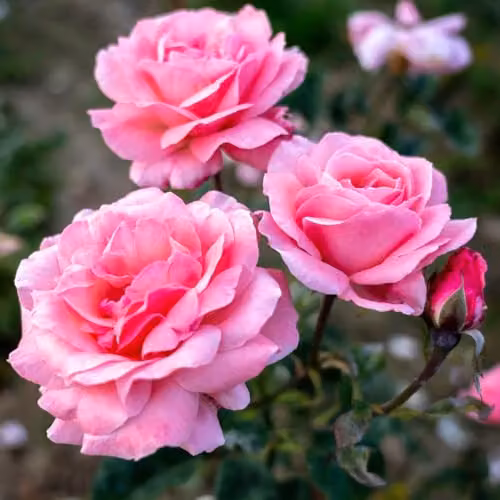 Thompson & Morgan Rose Duo Collection featuring Queen Elizabeth Floribunda and Scented Double White Bareroots, 4 Pack – 2