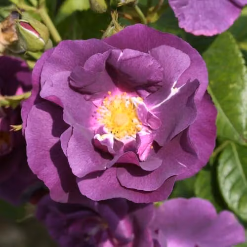 YouGarden Rhapsody in Blue Rose Established Ornamental Shrub in 4L Pot, Blue/Purple – 1