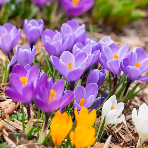 YouGarden Mixed Crocus Species Spring Flowering Bulbs, 60 Bulbs, Multicolour – 3