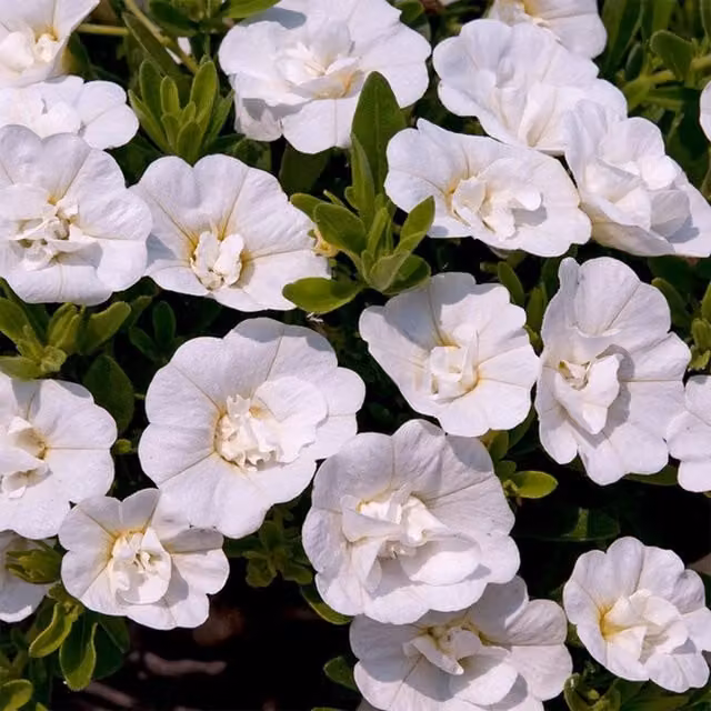 Plant Theory Set of 3 White Cabaret Double Mini Petunia Million Bells Calibrachoa Bedding Plants in 9cm Pots